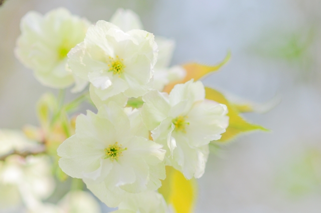 ウコン桜 東京 関東で見られる場所は ウコン桜 盆栽もすてき ママレンジが懐かしい