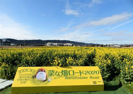 鴨川菜の花畑 菜な畑ロード 千葉県鴨川市 ママレンジが懐かしい